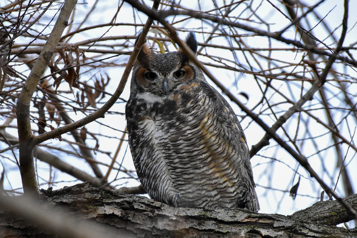 Great Horned Owl - ML644962545