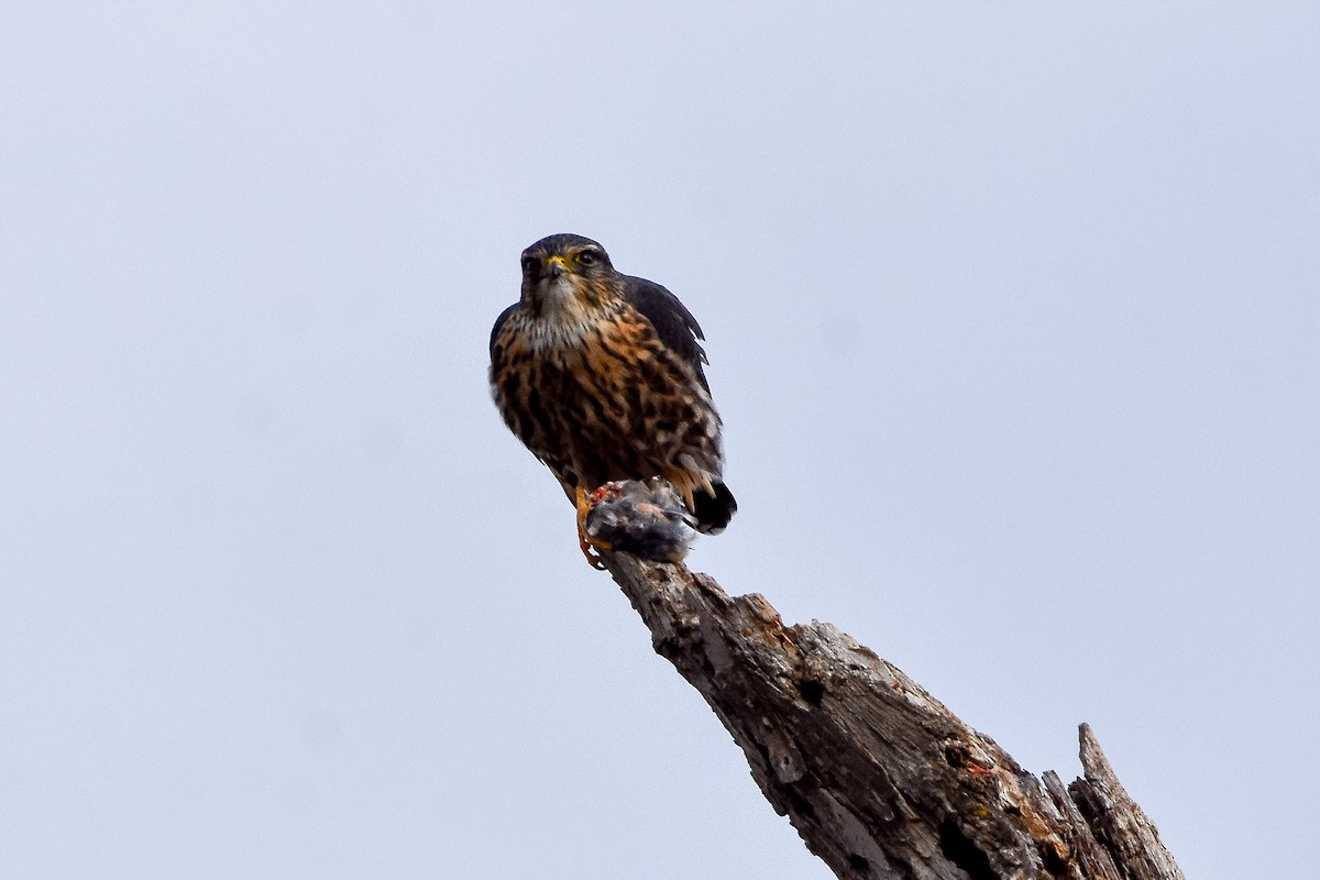 Merlin - ML644962550