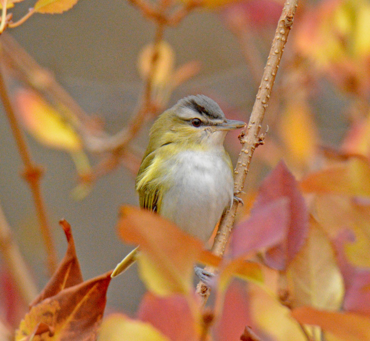 アカメモズモドキ - ML644962553