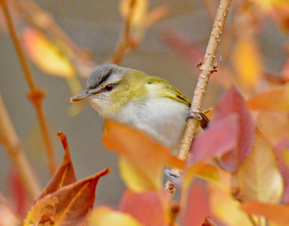 アカメモズモドキ - ML644962554