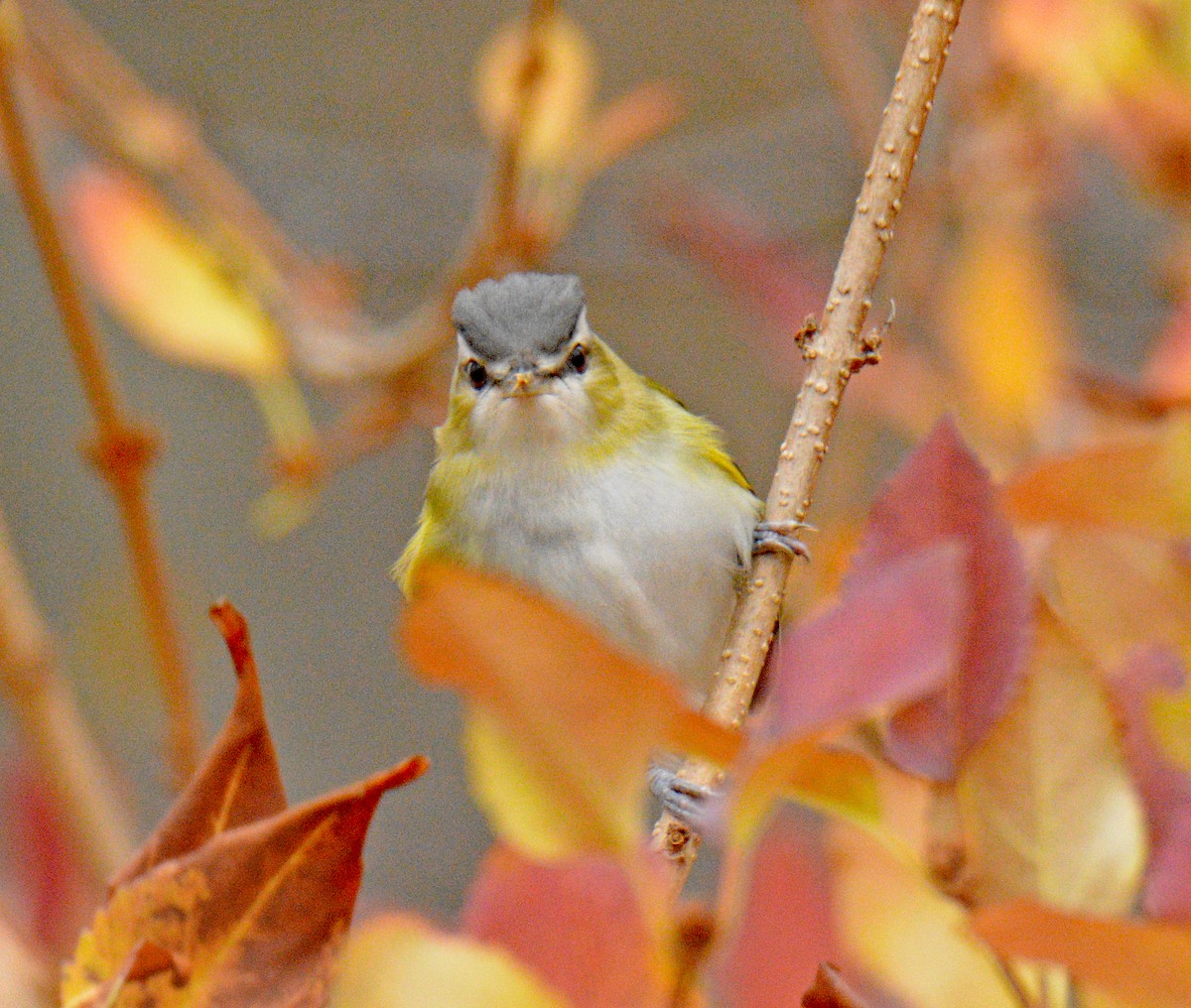 アカメモズモドキ - ML644962555