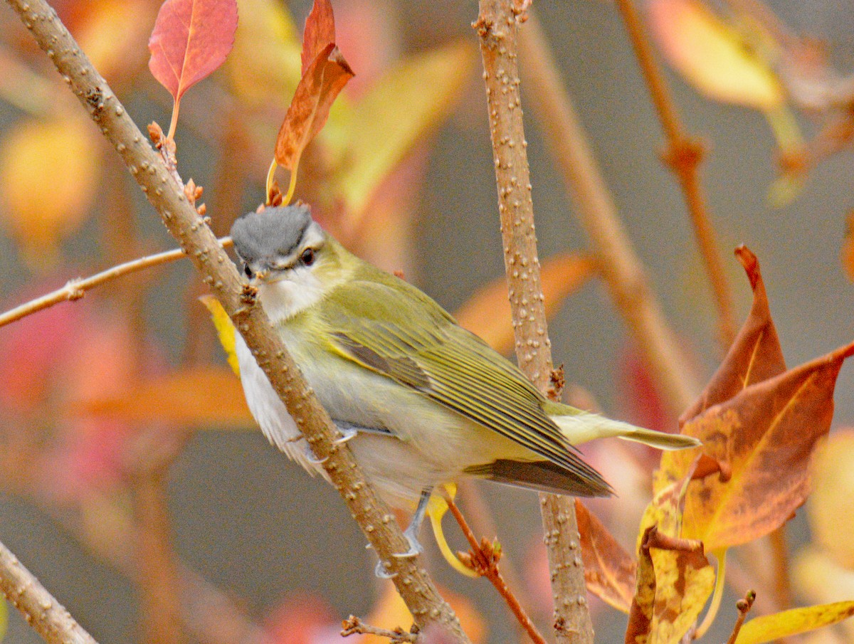 アカメモズモドキ - ML644962556