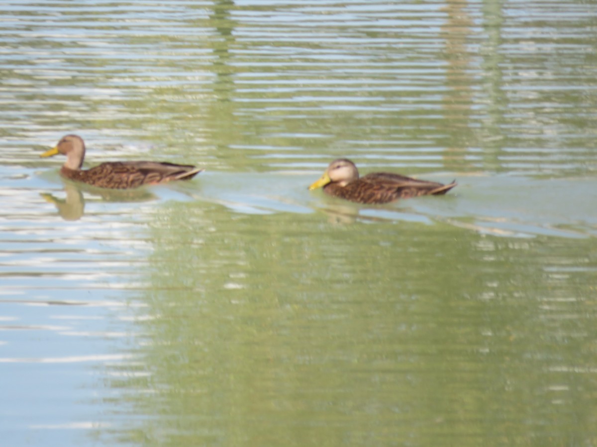 kachna pobřežní - ML644962573