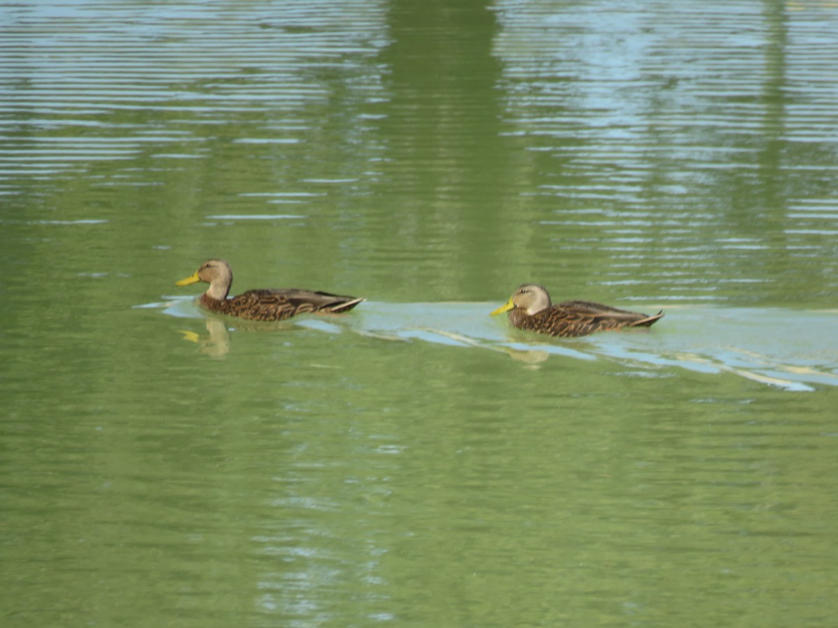 kachna pobřežní - ML644962581