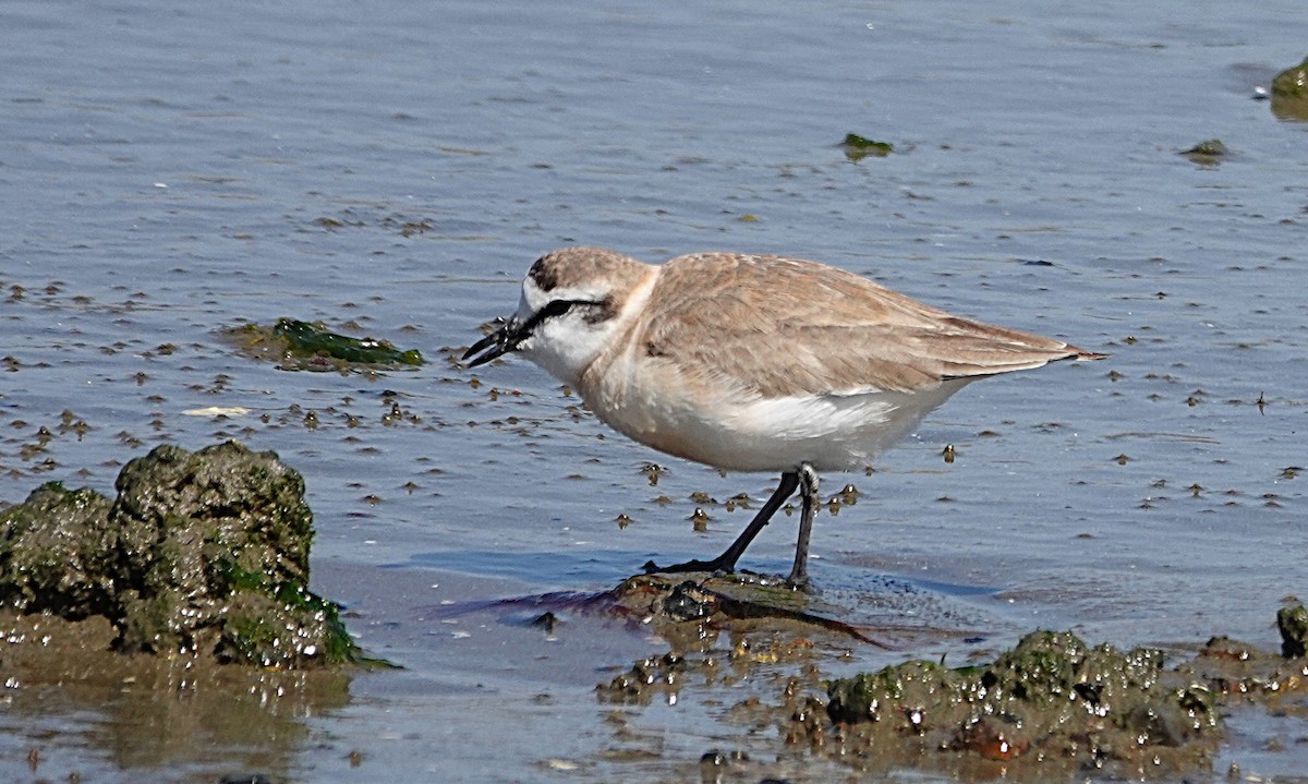 White-fronted Plover - ML644962584