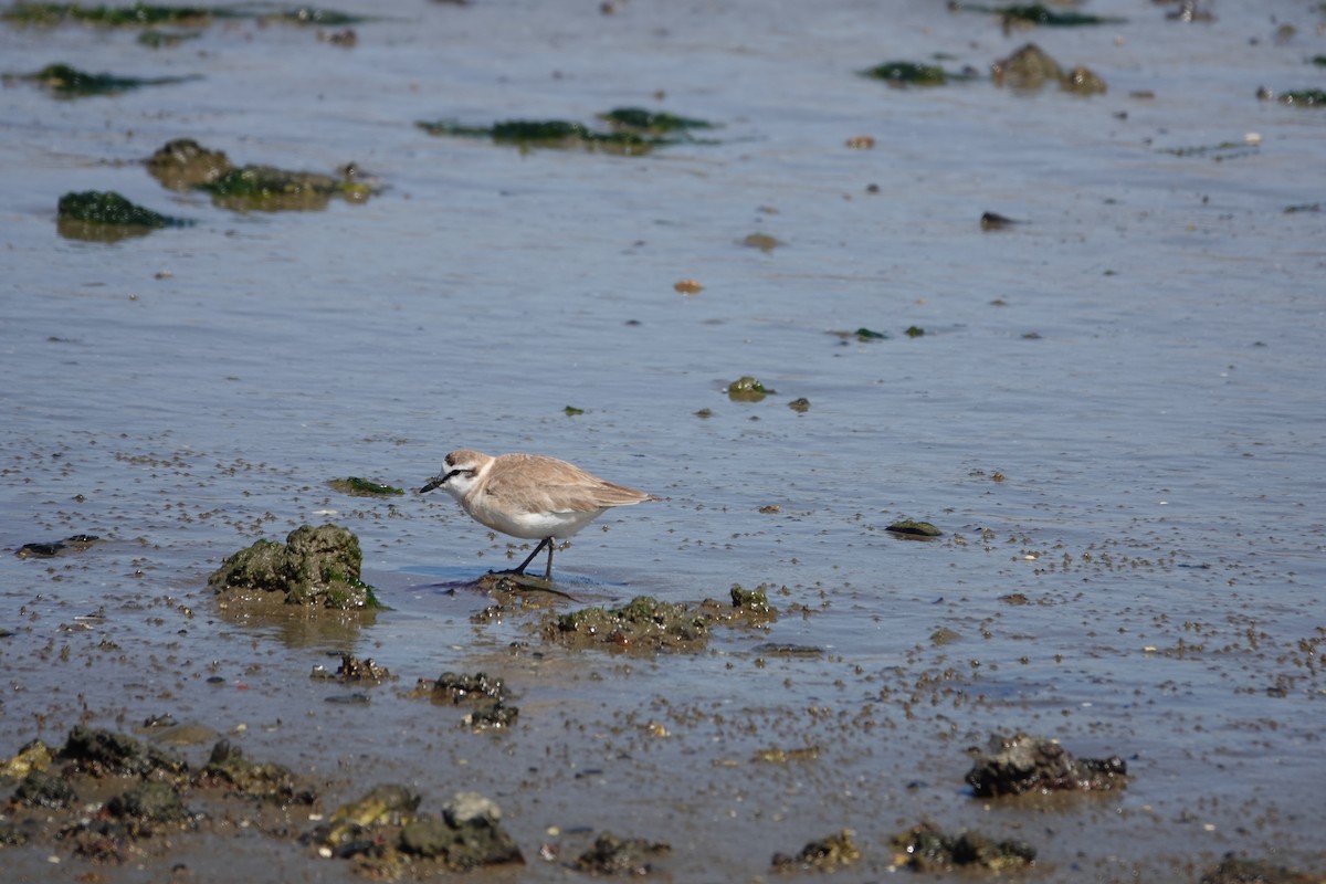 White-fronted Plover - ML644962585