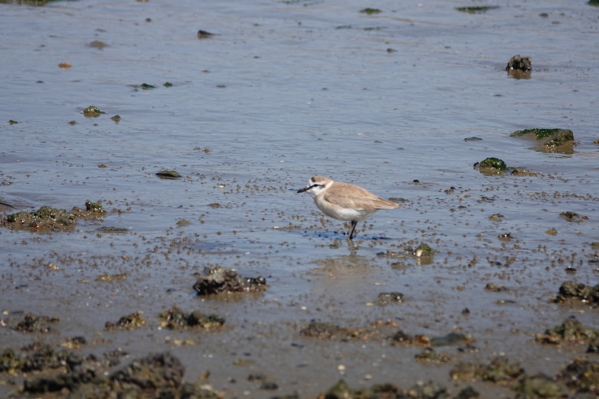 White-fronted Plover - ML644962586