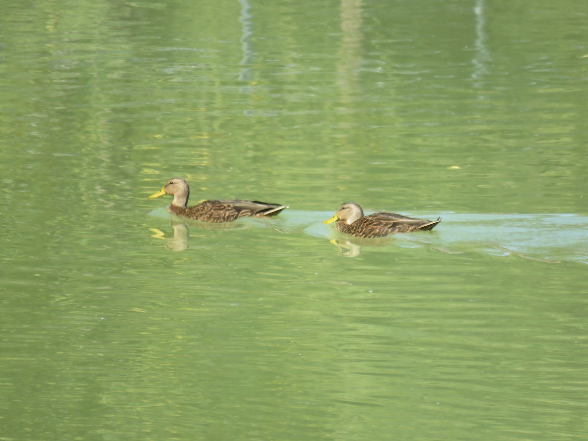 kachna pobřežní - ML644962594