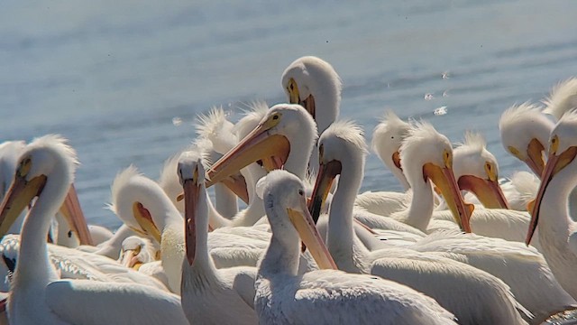 Amerika Pelikanı - ML644962617