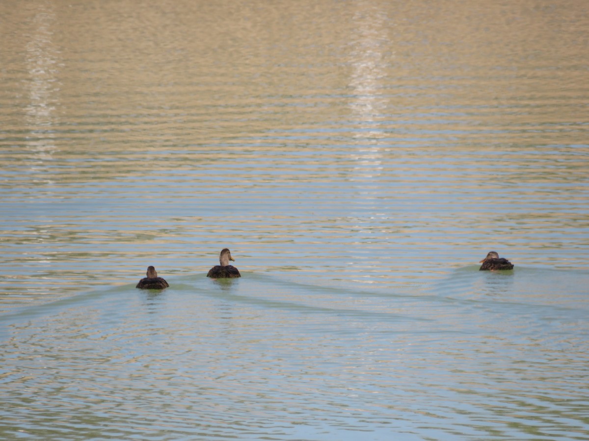 kachna pobřežní - ML644962622