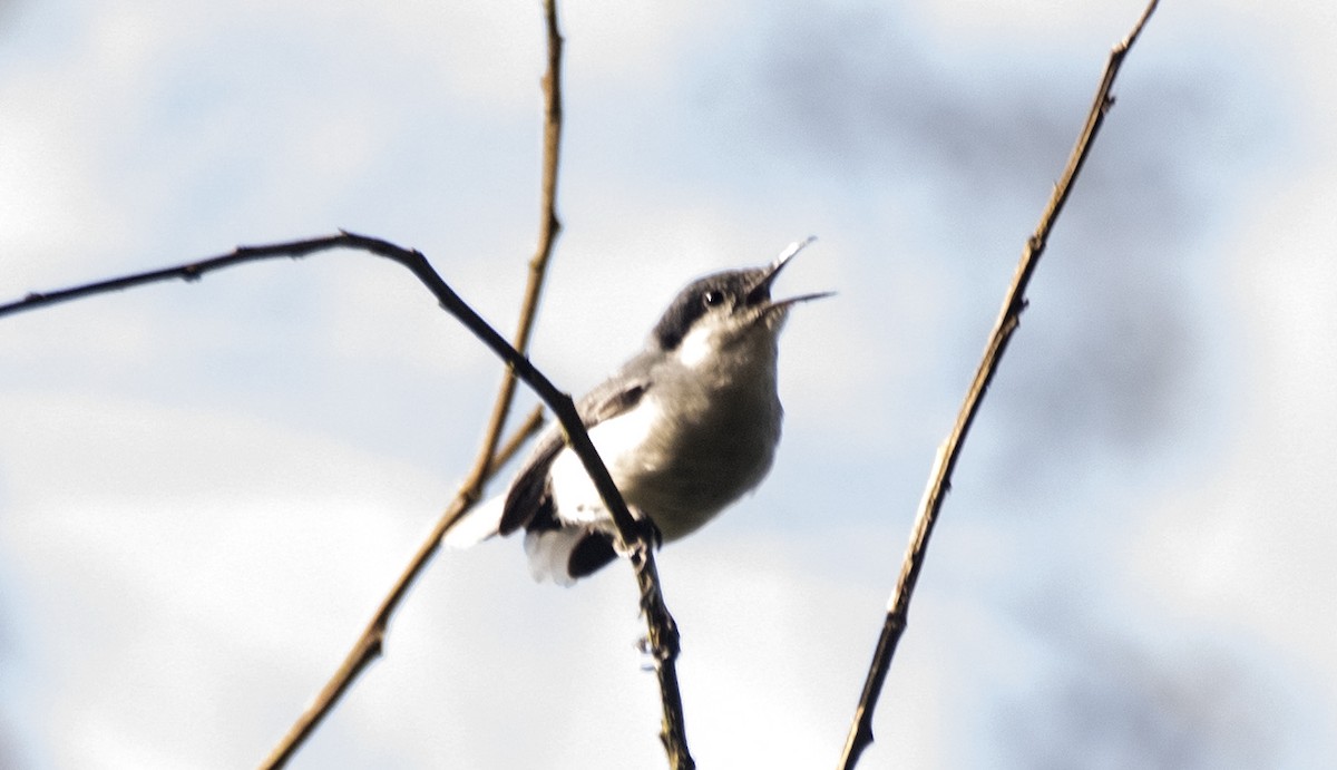 Amazonasmückenfänger (atricapilla) - ML644962625