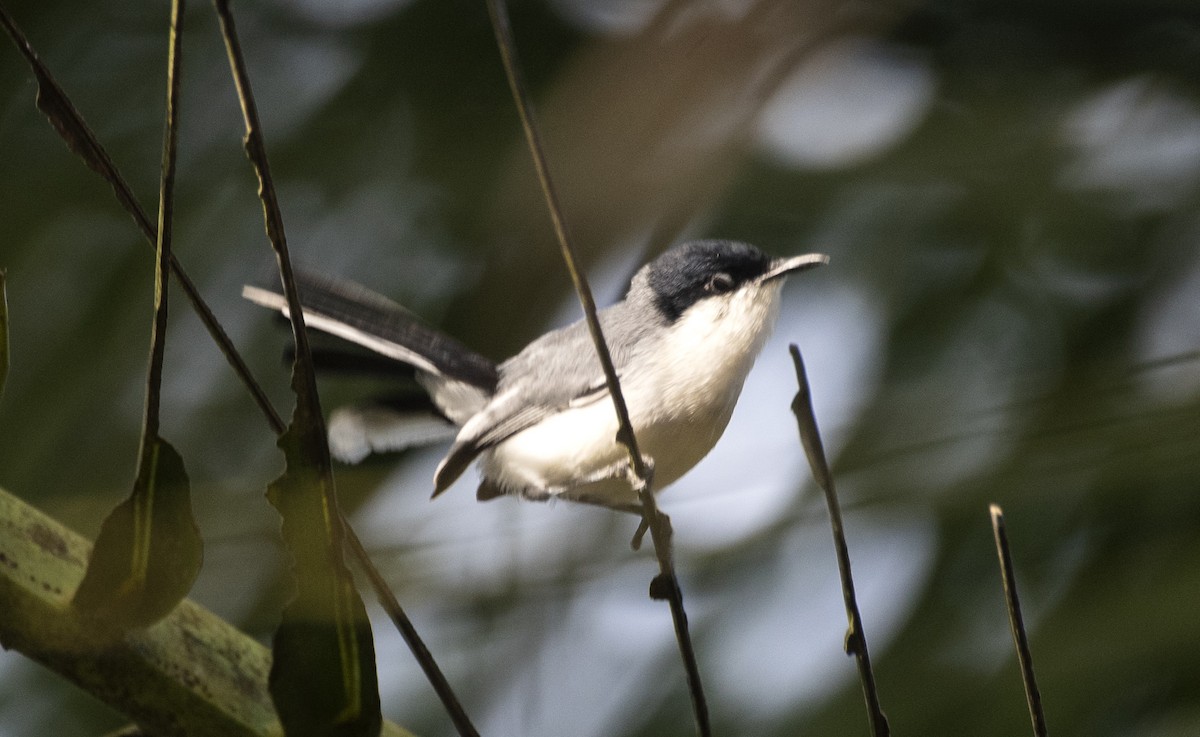 Amazonasmückenfänger (atricapilla) - ML644962626