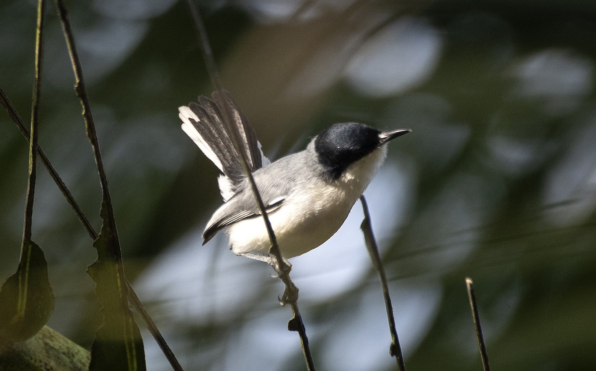 Amazonasmückenfänger (atricapilla) - ML644962627