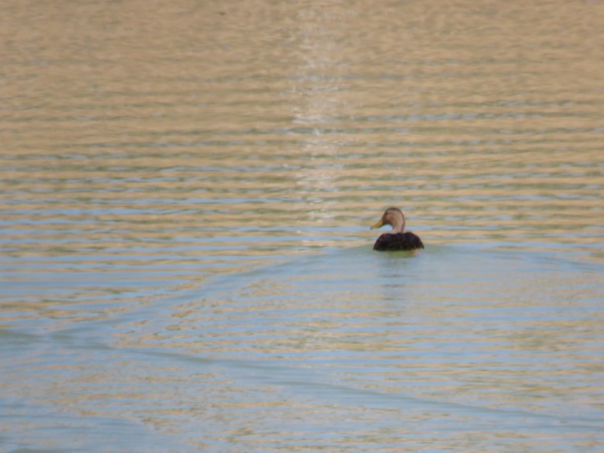 kachna pobřežní - ML644962629