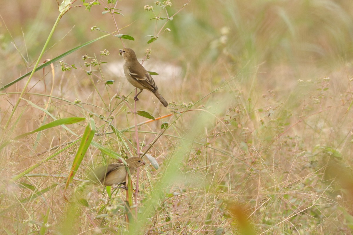 Drab Seedeater - ML644962655