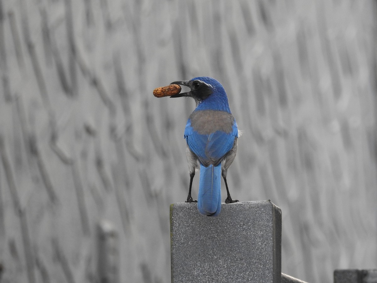 Geai buissonnier - ML644962669