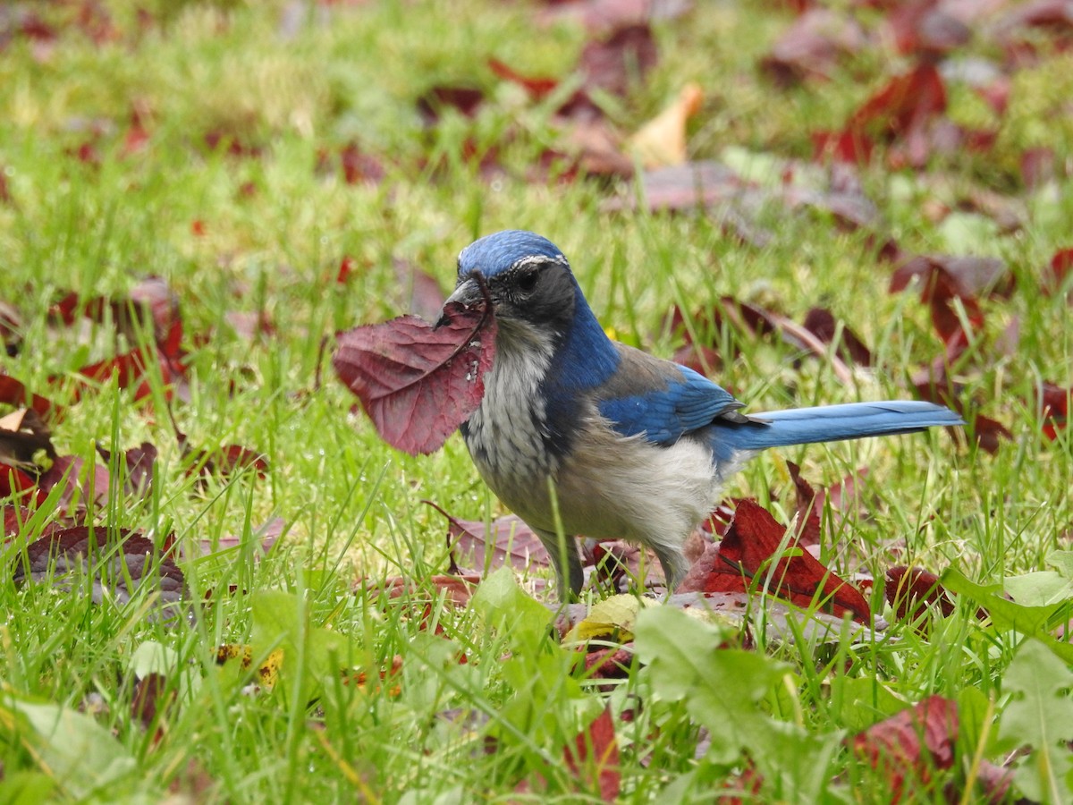 Geai buissonnier - ML644962670