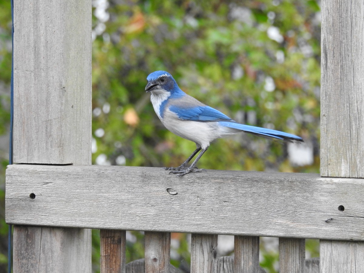 Geai buissonnier - ML644962671