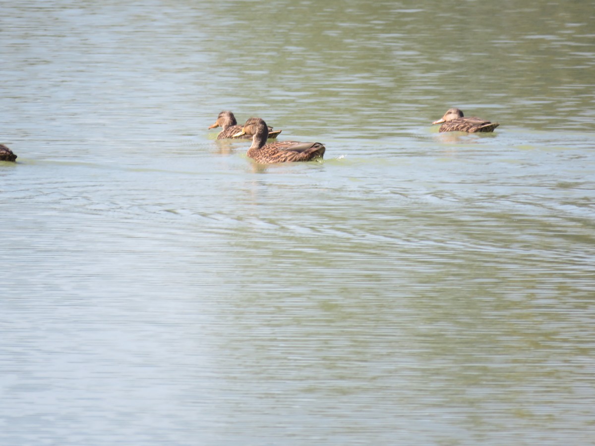 kachna pobřežní - ML644962675