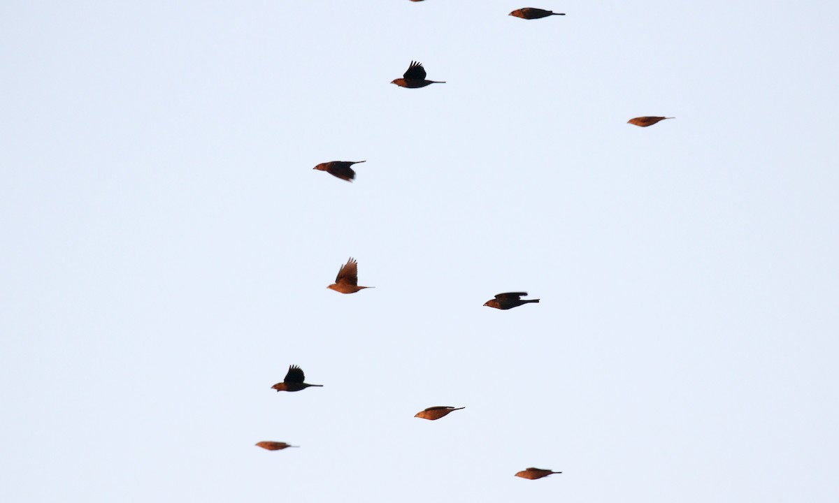 brunhodetrupial - ML644962692