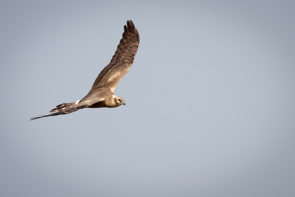 Montagu's Harrier - ML644962693