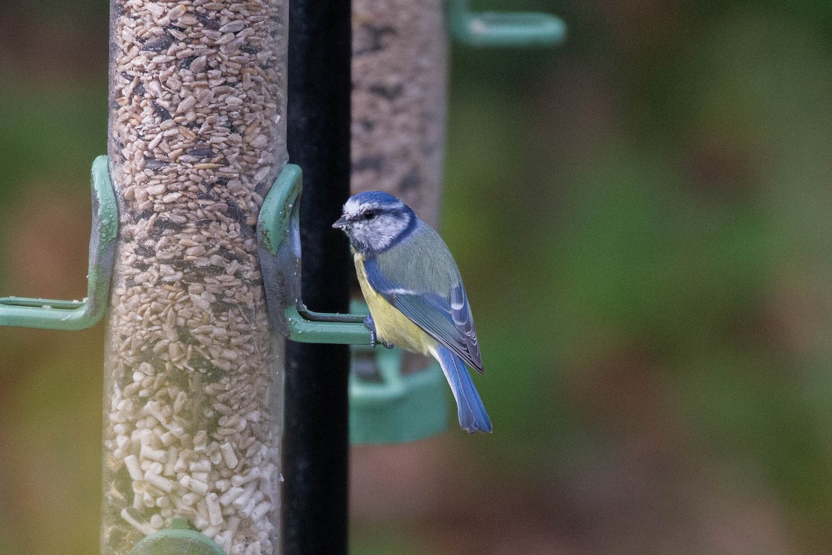 Eurasian Blue Tit - ML644962699