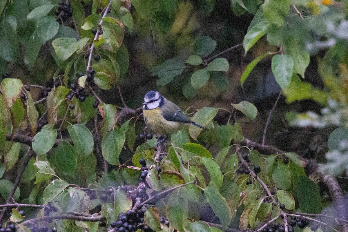 Eurasian Blue Tit - ML644962709
