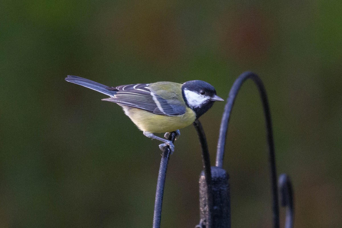 Great Tit - ML644962713
