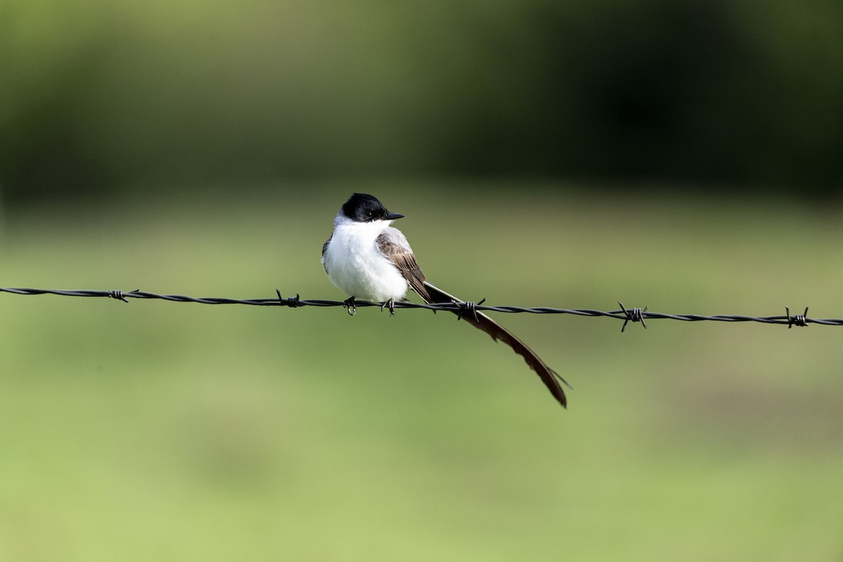 Fork-tailed Flycatcher - ML644962715
