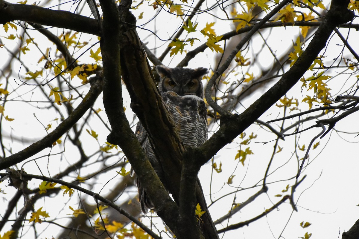 Great Horned Owl - ML644962720