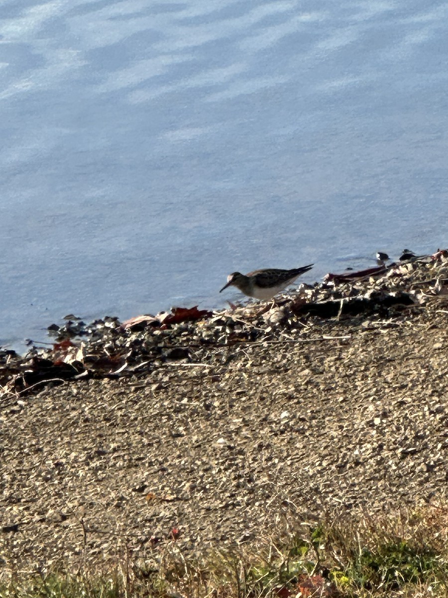 Дутыш - ML644962724