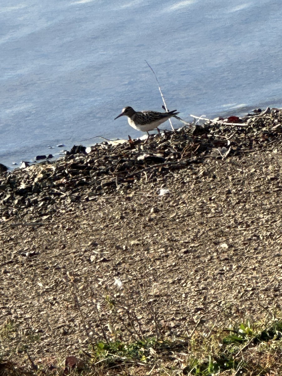 Дутыш - ML644962725