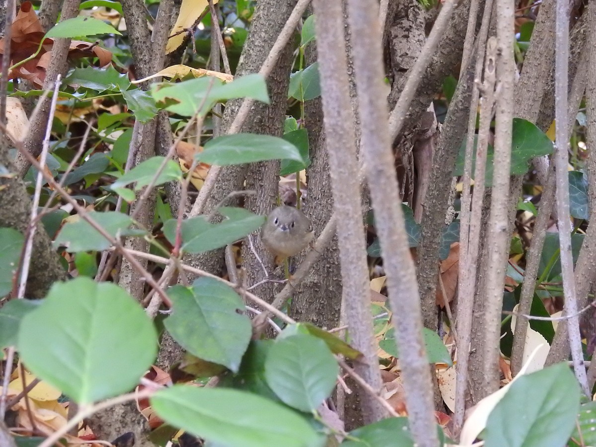 Roitelet à couronne rubis - ML644962729