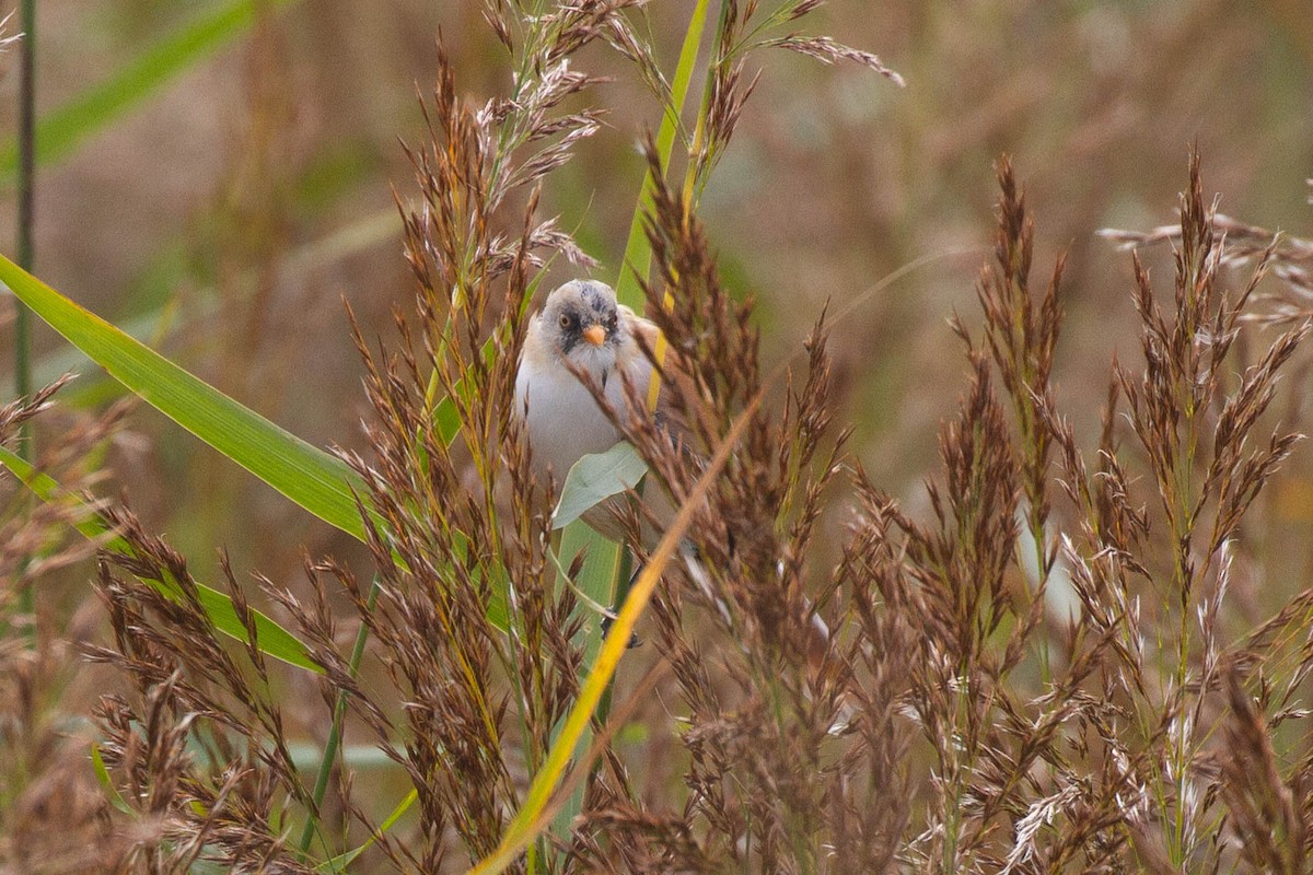 Bearded Reedling - ML644962730