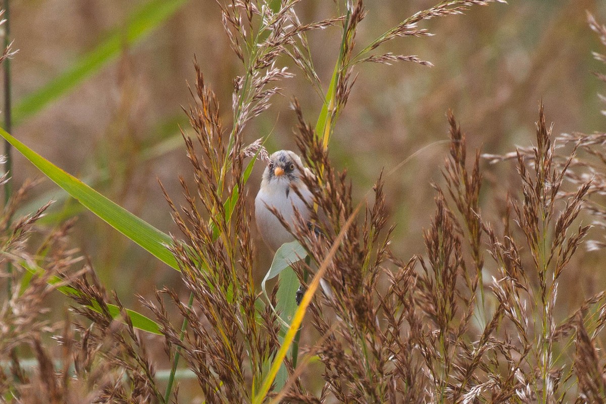 Bearded Reedling - ML644962743