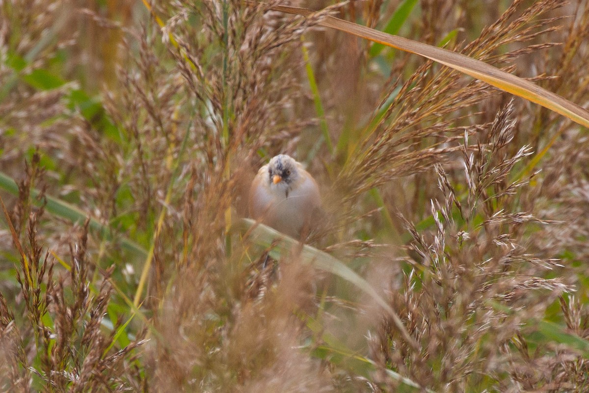 Bearded Reedling - ML644962746