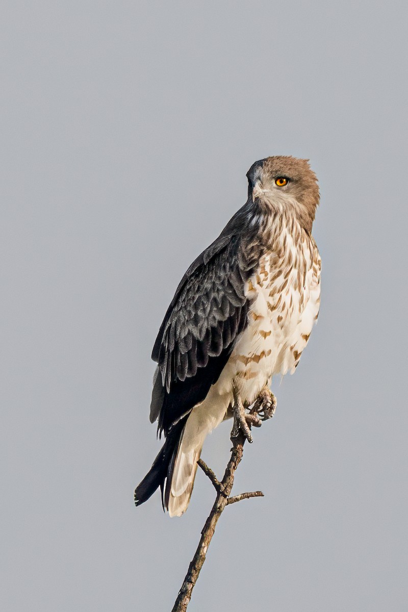 Short-toed Snake-Eagle - ML644962748