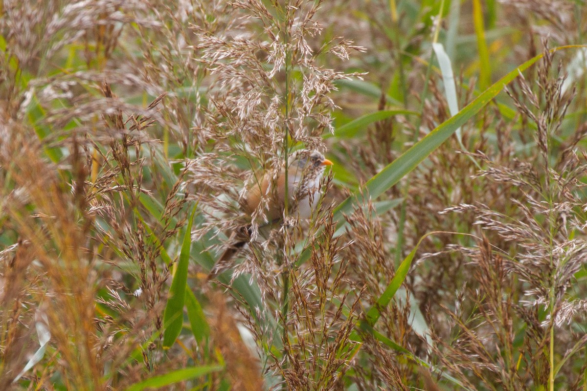 Bearded Reedling - ML644962754
