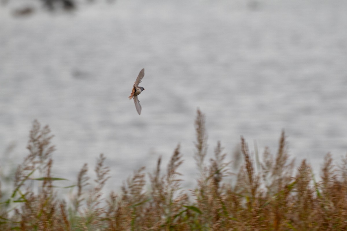 Bearded Reedling - ML644962757