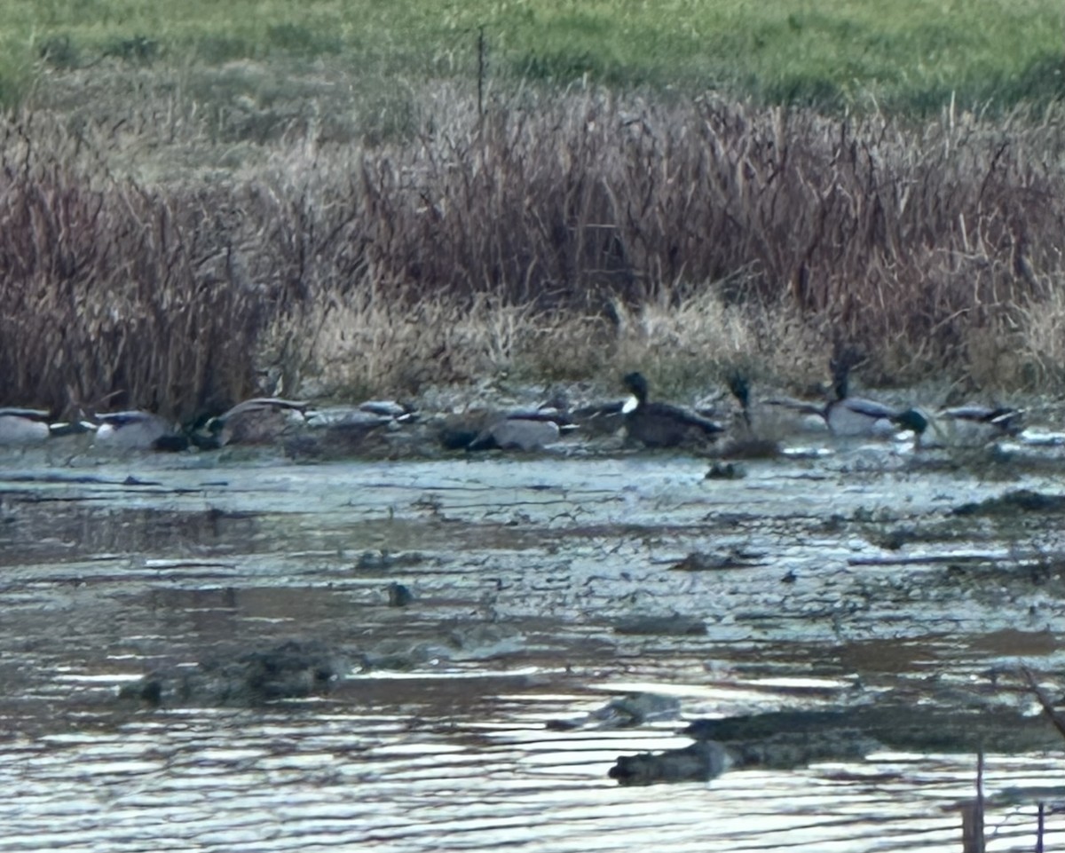 Mallard - ML644962760