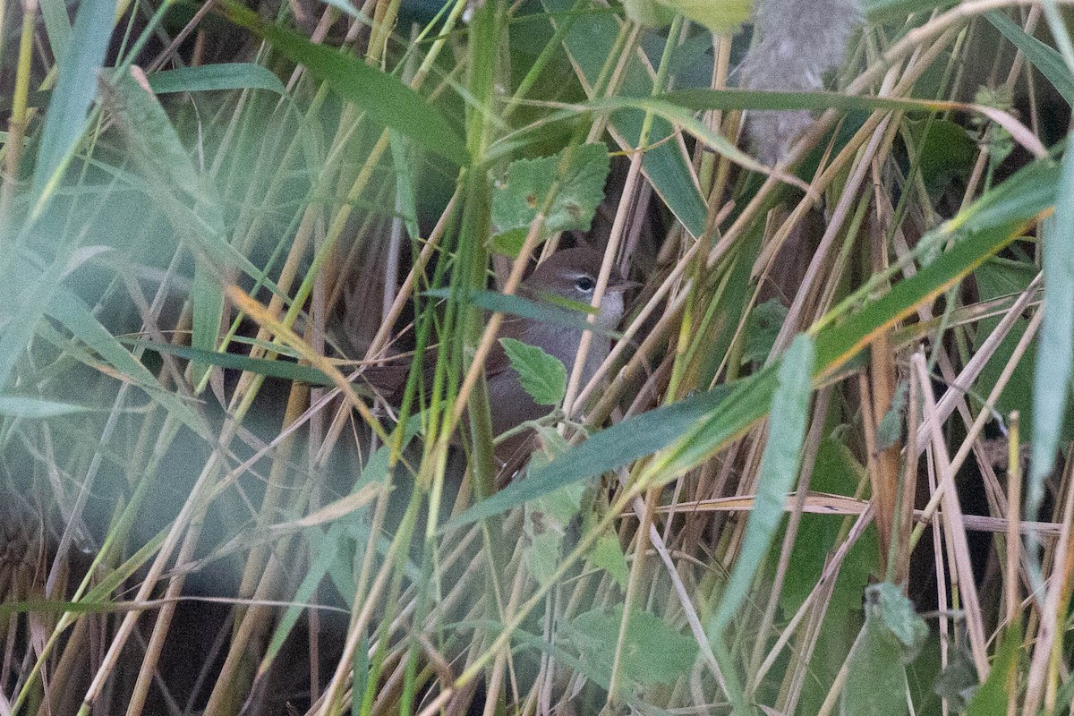 Cetti's Warbler - ML644962768