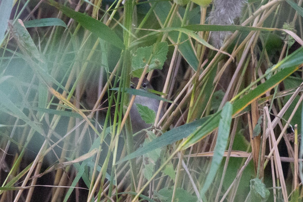 Cetti's Warbler - ML644962790