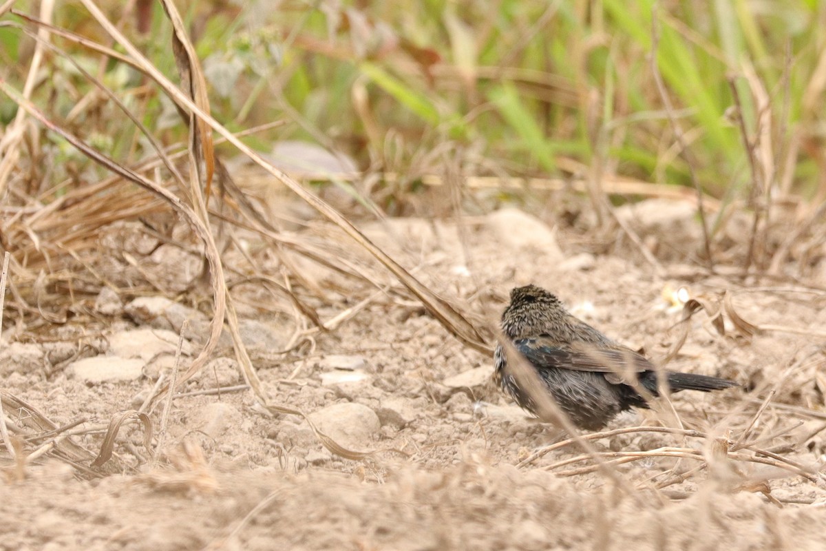 Blue-black Grassquit - ML644962792
