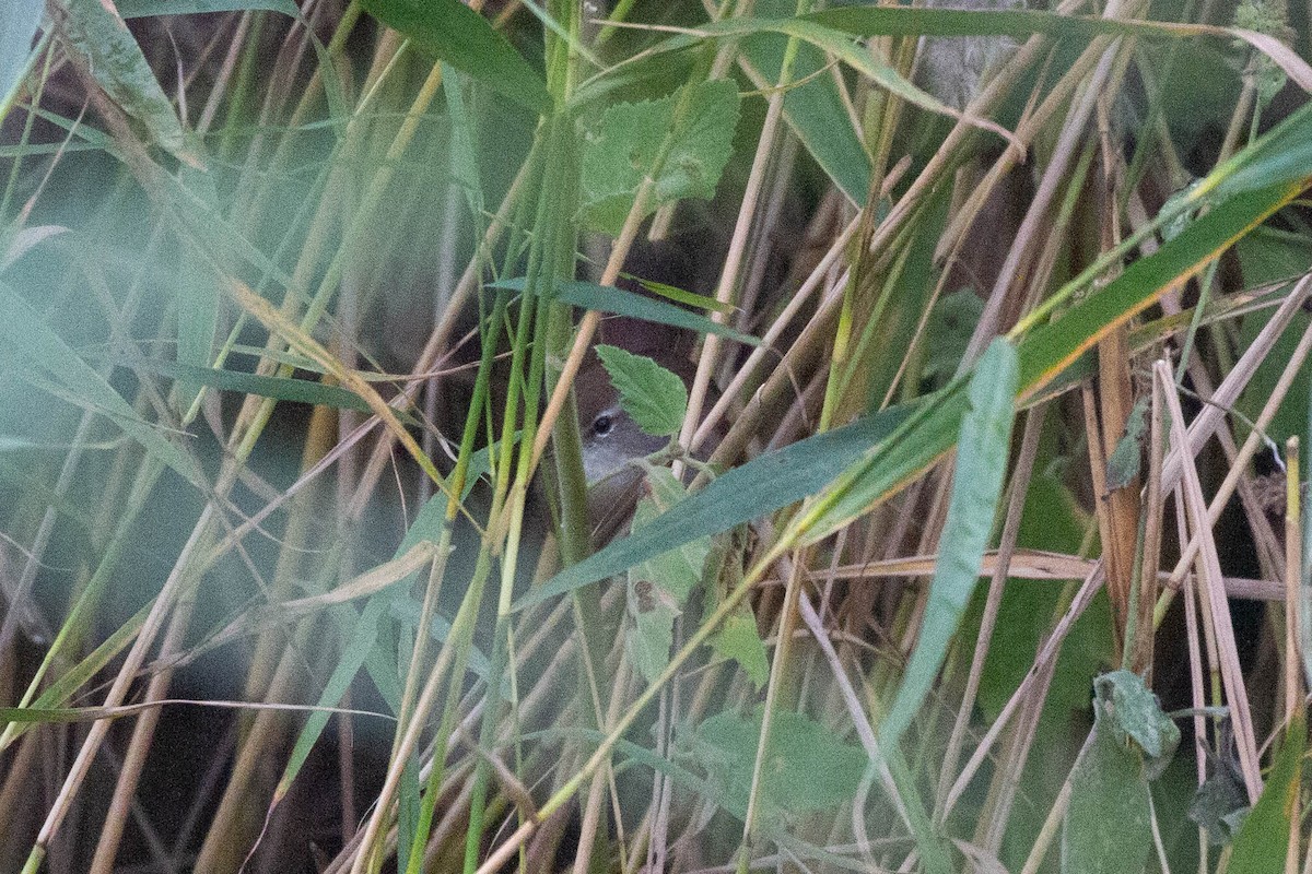 Cetti's Warbler - ML644962797
