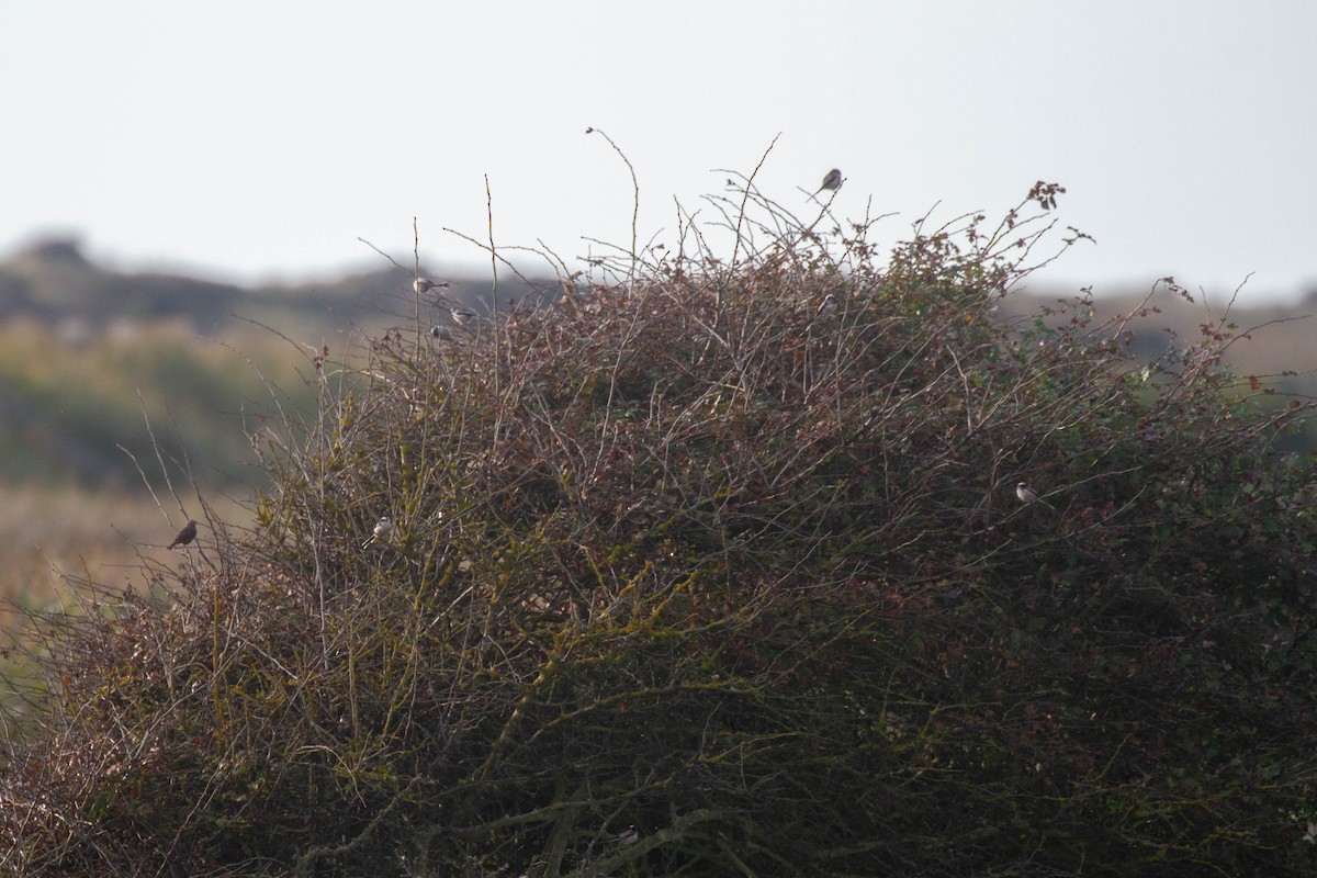 Long-tailed Tit - ML644962807