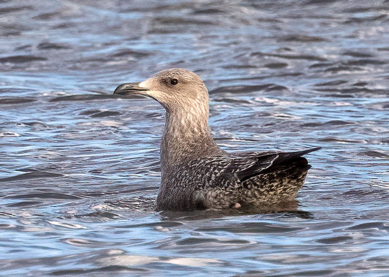 American Herring Gull - ML644962808