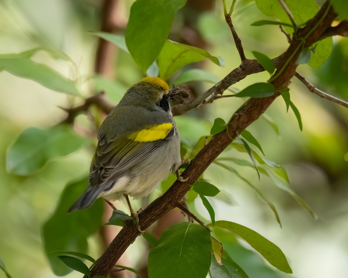 Golden-winged Warbler - ML644962815
