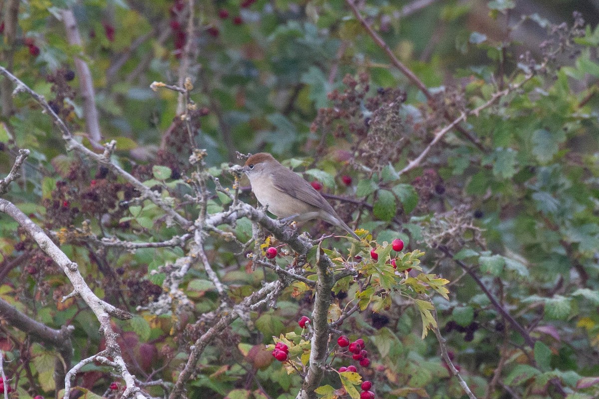 Eurasian Blackcap - ML644962821