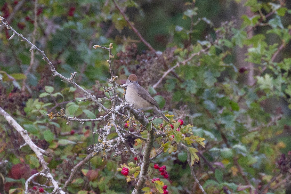 Eurasian Blackcap - ML644962827