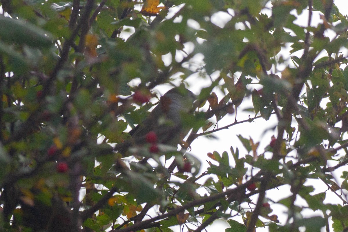 Eurasian Blackcap - ML644962833